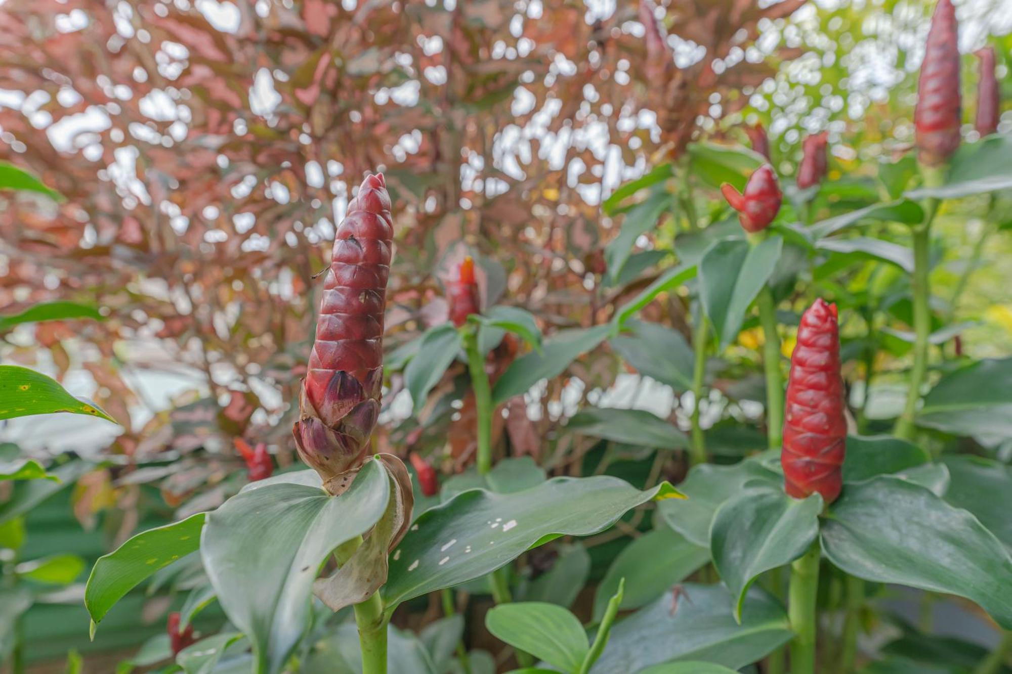 Udupi Homestay Garden Villa Zewnętrze zdjęcie
